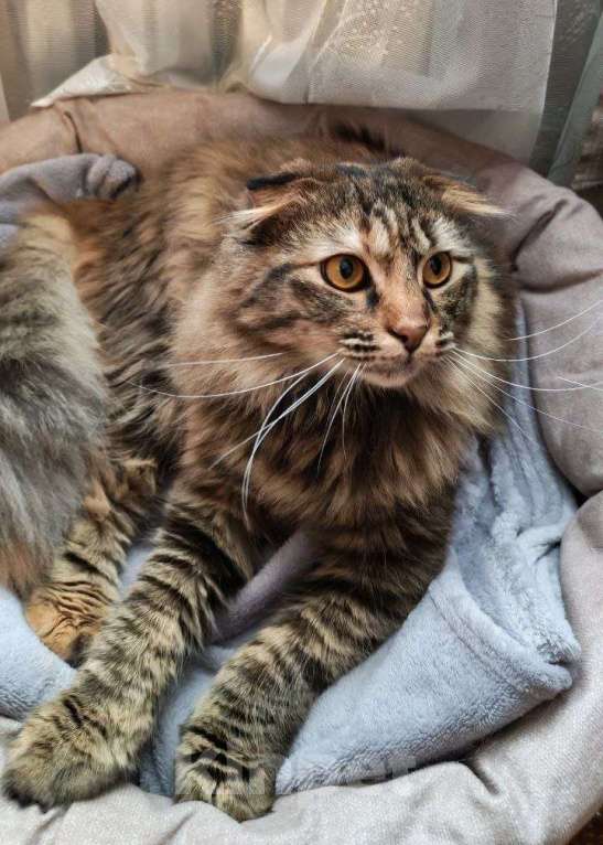 Кошки в Москве: Кошка Девочка, Бесплатно - фото 3