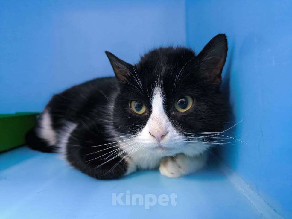 Кошки в Москве: Джентльмен Токио ищет дом! Мальчик, Бесплатно - фото 4