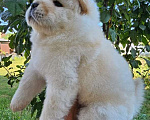 Собаки в Ейске: щенки Чау-чау Девочка, Бесплатно - фото 1