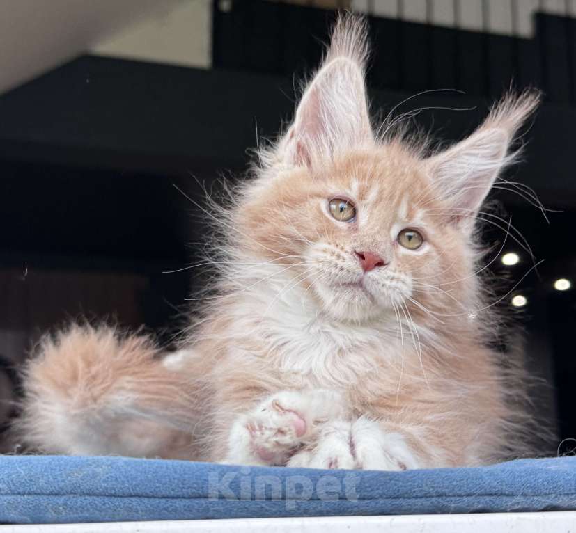 Кошки в Москве: Кот Мейн Кун Veyron Fletcher Мальчик, 100 000 руб. - фото 2