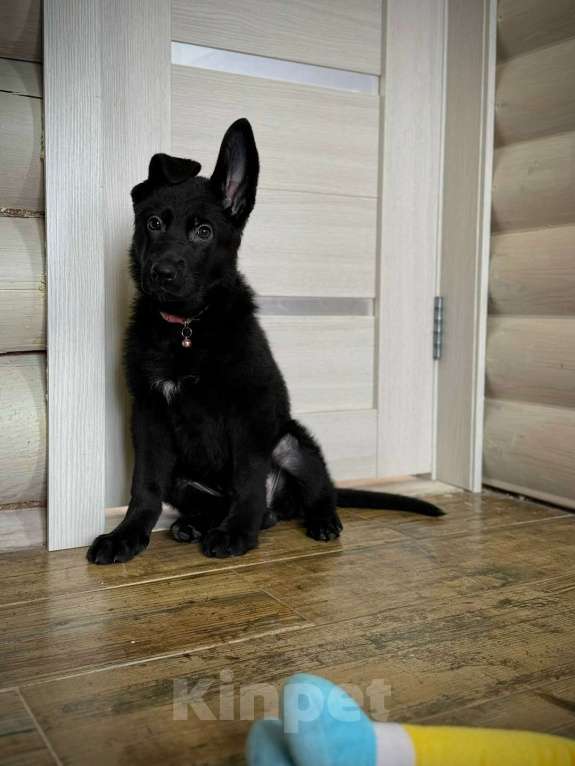 Собаки в Великом Новгороде: Щенки (Немецкая овчарка) Девочка, 40 000 руб. - фото 4