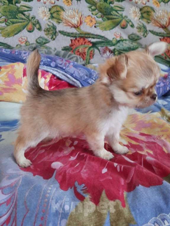 Собаки в Люберцах: красивый рыжий мальчик чихуахуа Девочка, 20 000 руб. - фото 4