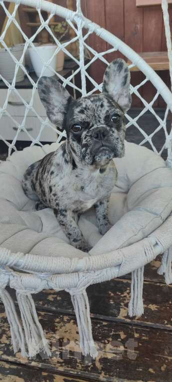 Собаки в Севастополе: Щенок французского бульдога Девочка, 50 000 руб. - фото 2