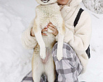 Собаки в Балашихе: Небольшая ручная ласковая собачка 1 г. из приюта Девочка, Бесплатно - фото 6