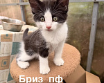 Кошки в Санкт-Петербурге: Черно-белый котенок в добрые руки Мальчик, Бесплатно - фото 2