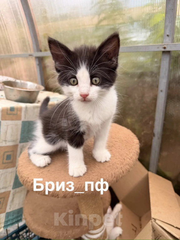 Кошки в Санкт-Петербурге: Черно-белый котенок в добрые руки Мальчик, Бесплатно - фото 2