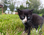 Кошки в Гурьевске: Отдам котёнка в добрые руки Мальчик, Бесплатно - фото 2