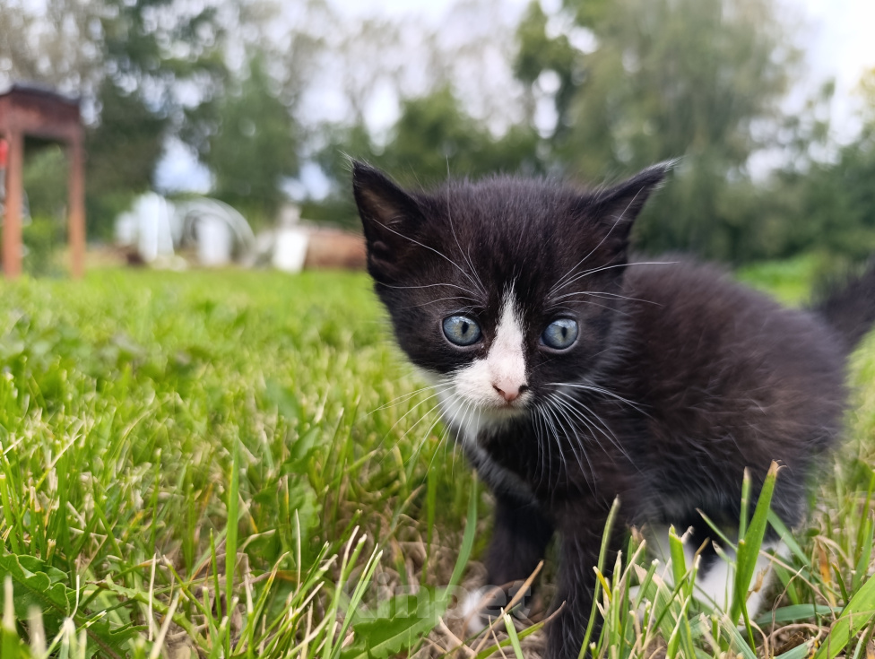 Кошки в Гурьевске: Отдам котёнка в добрые руки Мальчик, Бесплатно - фото 2