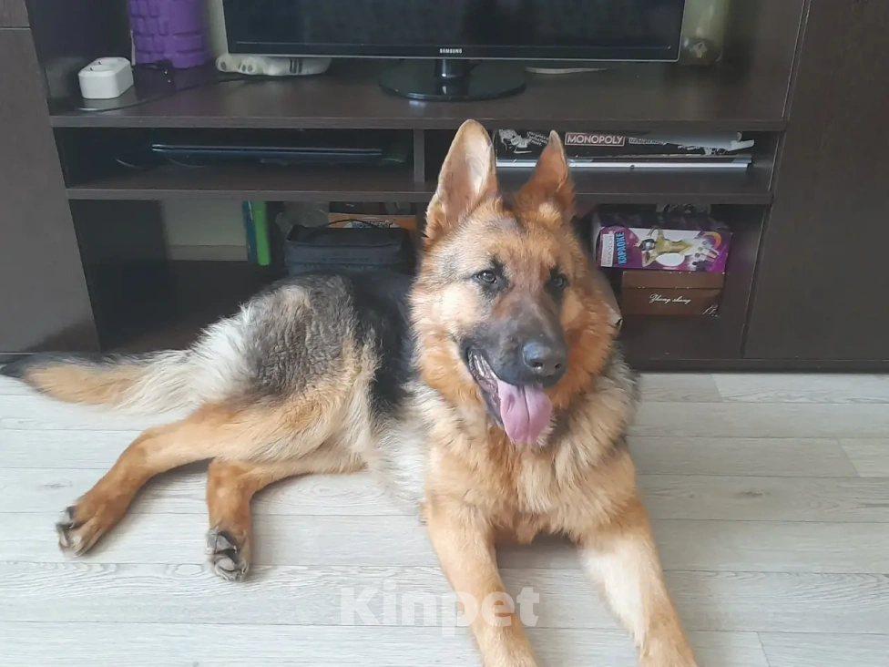 Собаки в Екатеринбурге: Продажа Девочка, 15 000 руб. - фото 1