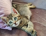 Кошки в Красногорске: Котенок девочка Оливка 1,5 месяца ищет дом Девочка, Бесплатно - фото 1