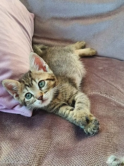 Котенок девочка Оливка 1,5 месяца ищет дом