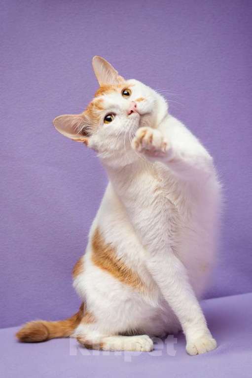 Кошки в Москве: Рыжий бобтейл Григ в дар Мальчик, 1 руб. - фото 6