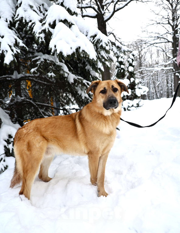 Собаки в Москве: Собака бесплатно Москва Мальчик, Бесплатно - фото 2