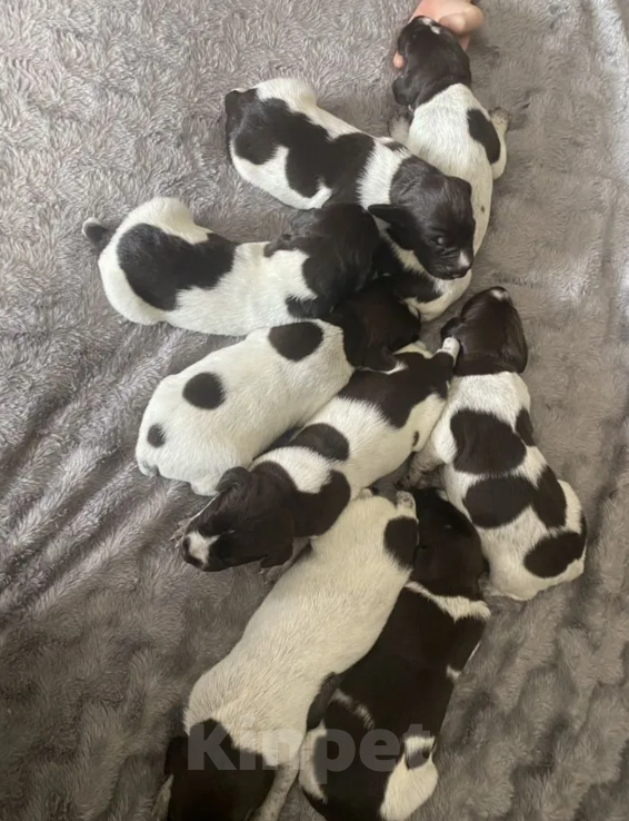 Собаки в Твери: Отдам в добрые руки  Мальчик, Бесплатно - фото 4