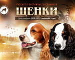 Собаки в Санкт-Петербурге: продается щенок охотничьего спаниеля Девочка, 50 000 руб. - фото 2