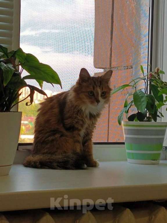 Кошки в Казани: Отдам в добрые руки,бесплатно Девочка, Бесплатно - фото 3