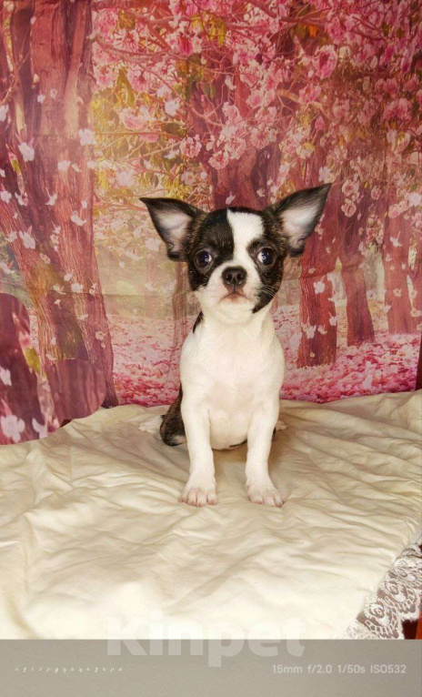 Собаки в Москве: Девочка Кобби тип Девочка, Бесплатно - фото 3