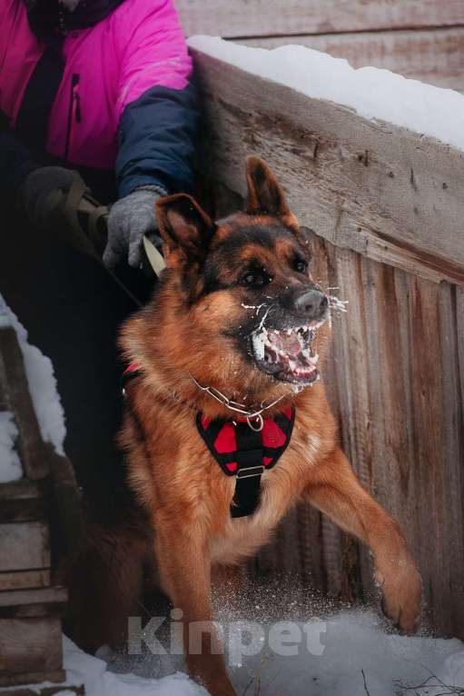 Собаки в Юрге: Племенной кобель предлагает свои услуги Мальчик, 35 000 руб. - фото 2