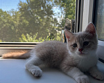 Кошки в Нижнем Новгороде: Шотландский прямоухий котенок Мальчик, Бесплатно - фото 1