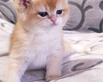 Кошки в Москве: Котенок британской золотой шиншиллы Мальчик, 25 000 руб. - фото 7