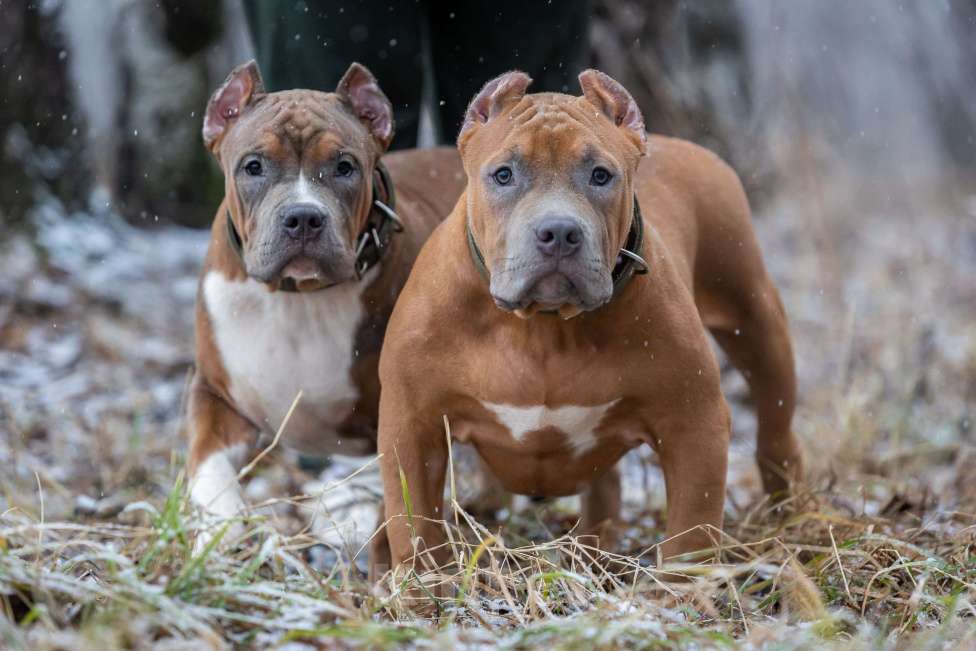 Собаки в Челябинске: Американский булли тип ХL Мальчик, 160 000 руб. - фото 1
