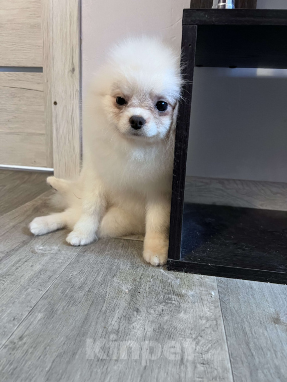 Собаки в Воронеже: Самец померанского шпица, белый Мальчик, 40 000 руб. - фото 3