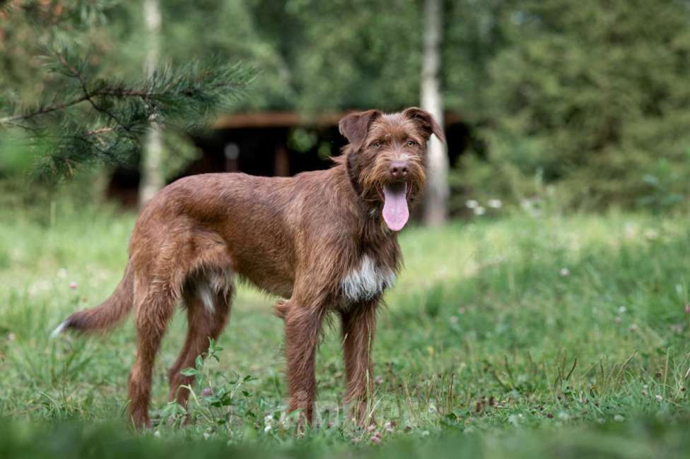 Собаки в Москве: Чарли Мальчик, Бесплатно - фото 3