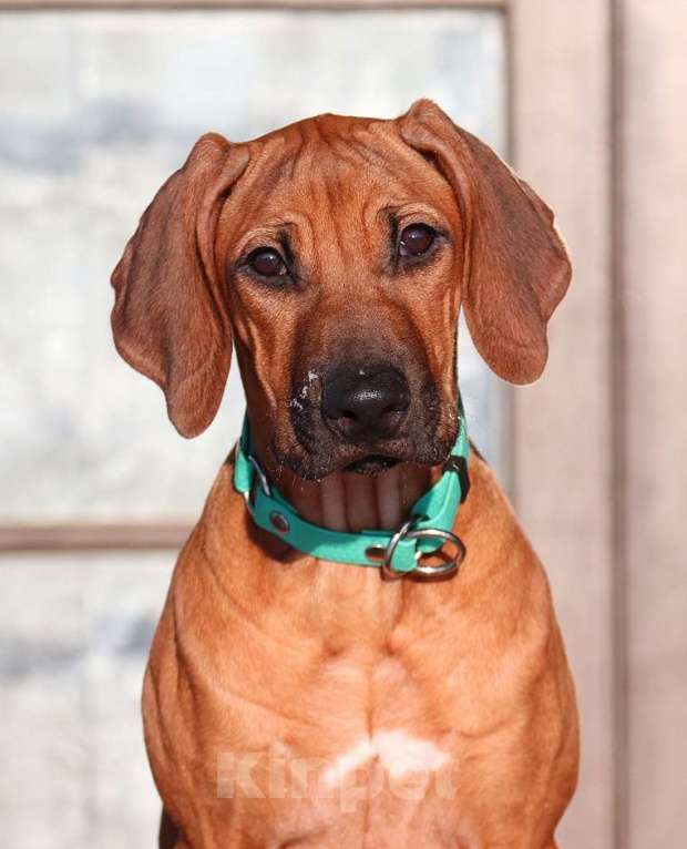 Собаки в Москве: Щенки родезийского риджбека  Девочка, Бесплатно - фото 2