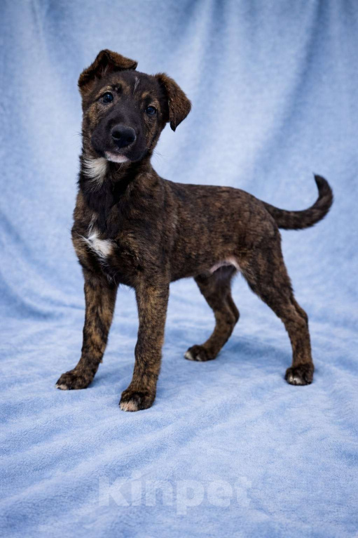 Собаки в Москве: Тиграш щенок мальчик в поисках дома Мальчик, Бесплатно - фото 9