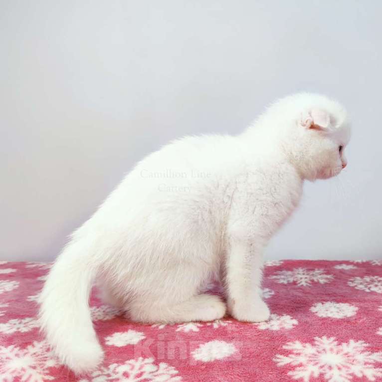 Кошки в Москве: Белый вислоухий котенок-шотландец Мальчик, Бесплатно - фото 3