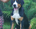 Собаки в Таганроге: Большой швейцарский зенненхунд щенки Девочка, 50 000 руб. - фото 4