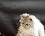 Кошки в Ардоне: Котята Мейн кун, 30 000 руб. - фото 6