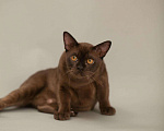 Кошки в Асбесте: Котята Европейской Бурмы, 60 000 руб. - фото 7