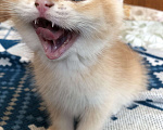 Кошки в Люберцах: Котята  британская шиншилла Девочка, 10 000 руб. - фото 8