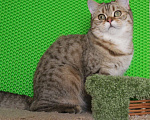 Кошки в Клине: Подрощенный котик Мальчик, 1 руб. - фото 7