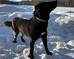 Собаки в Клине: Мгла Девочка, Бесплатно - фото 2