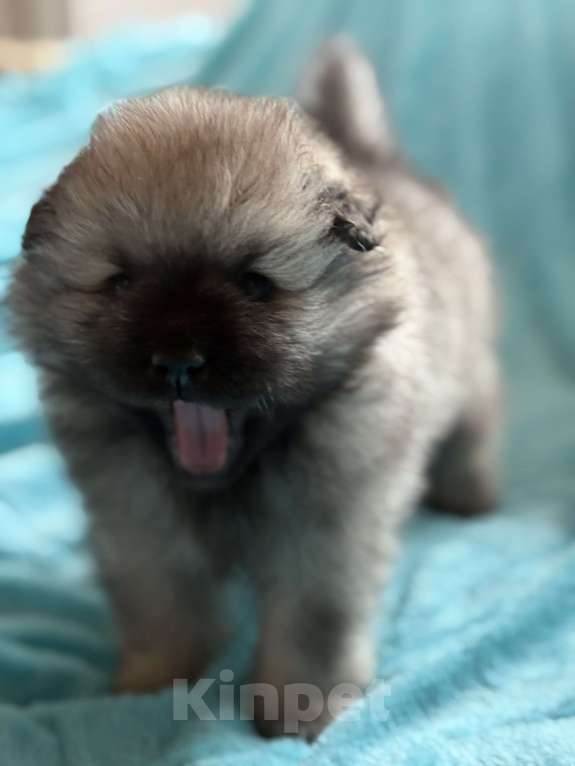 Собаки в Екатеринбурге: КеесхондВольфшпиц Девочка, 50 000 руб. - фото 2