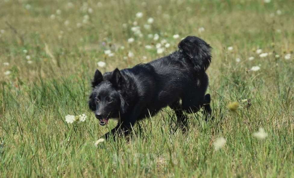Собаки в Москве: Ненецкая оленегонная лайка. Кобель YUY-SHI. Мальчик, 50 000 руб. - фото 3