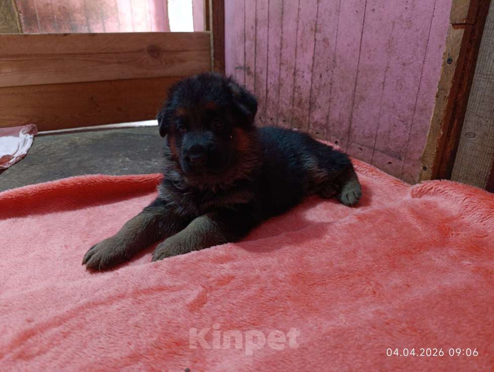 Собаки в других городах Краснодарского края: Щенки немецкой овчарки Мальчик, 60 000 руб. - фото 2