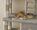 Кошки в Уфе: Котик британская золотая шиншилла Мальчик, 20 000 руб. - фото 1