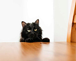 Кошки в Москве: Черный пушистый кот Гриша в добрые руки Мальчик, 1 руб. - фото 1