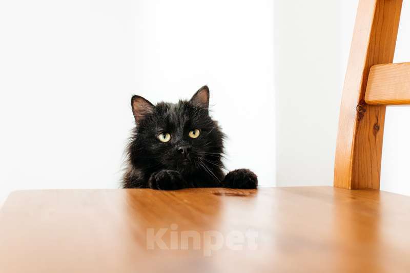 Кошки в Москве: Черный пушистый кот Гриша в добрые руки Мальчик, 1 руб. - фото 1