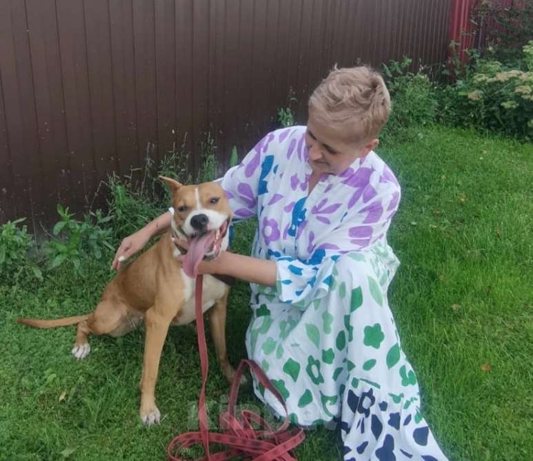 Собаки в Москве: Ищет семью собака Хельга. В добрые руки. Девочка, Бесплатно - фото 2