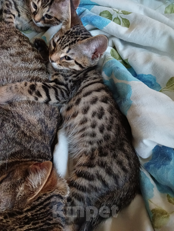Кошки в Санкт-Петербурге: Продаю котенка Девочка, 5 000 руб. - фото 4