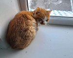 Кошки в Иркутске: Найдена кошка Девочка, 1 руб. - фото 1