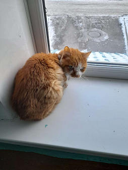 Объявление: Найдена кошка, 1 руб., Иркутск