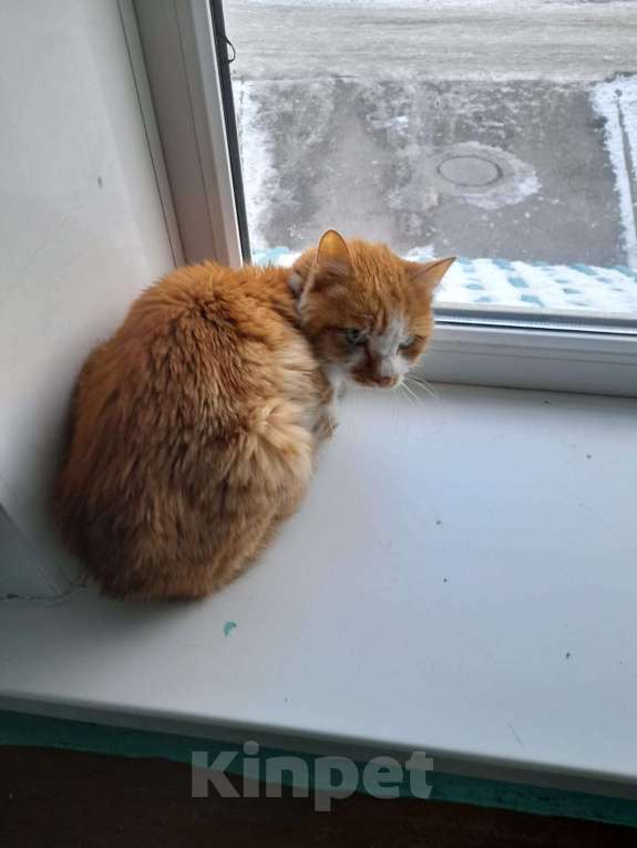Кошки в Иркутске: Найдена кошка Девочка, 1 руб. - фото 1