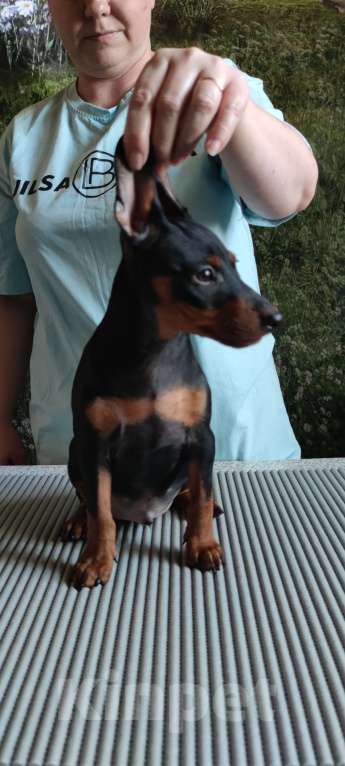 Собаки в Ореховом-Зуево: Щенки цвергпинчера Мальчик, 50 000 руб. - фото 6