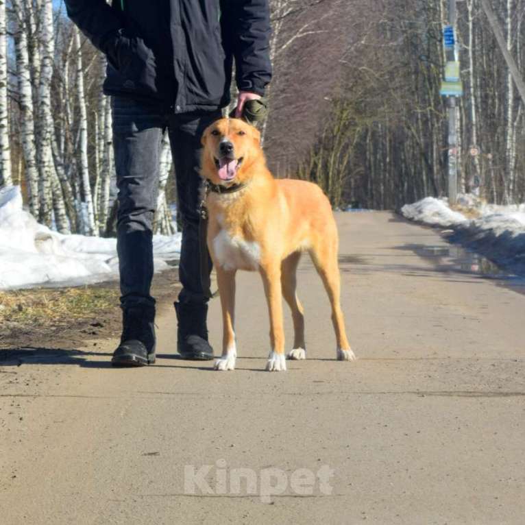 Собаки в Электростали: Возьми меня домой Мальчик, Бесплатно - фото 1