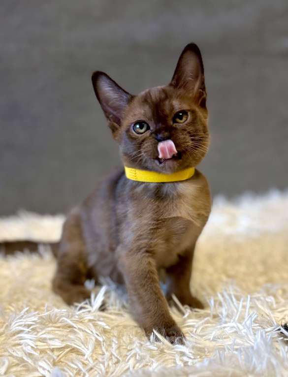 Кошки в Москве: Бурманские котята соболь! Бронирование! Мальчик, 80 000 руб. - фото 3